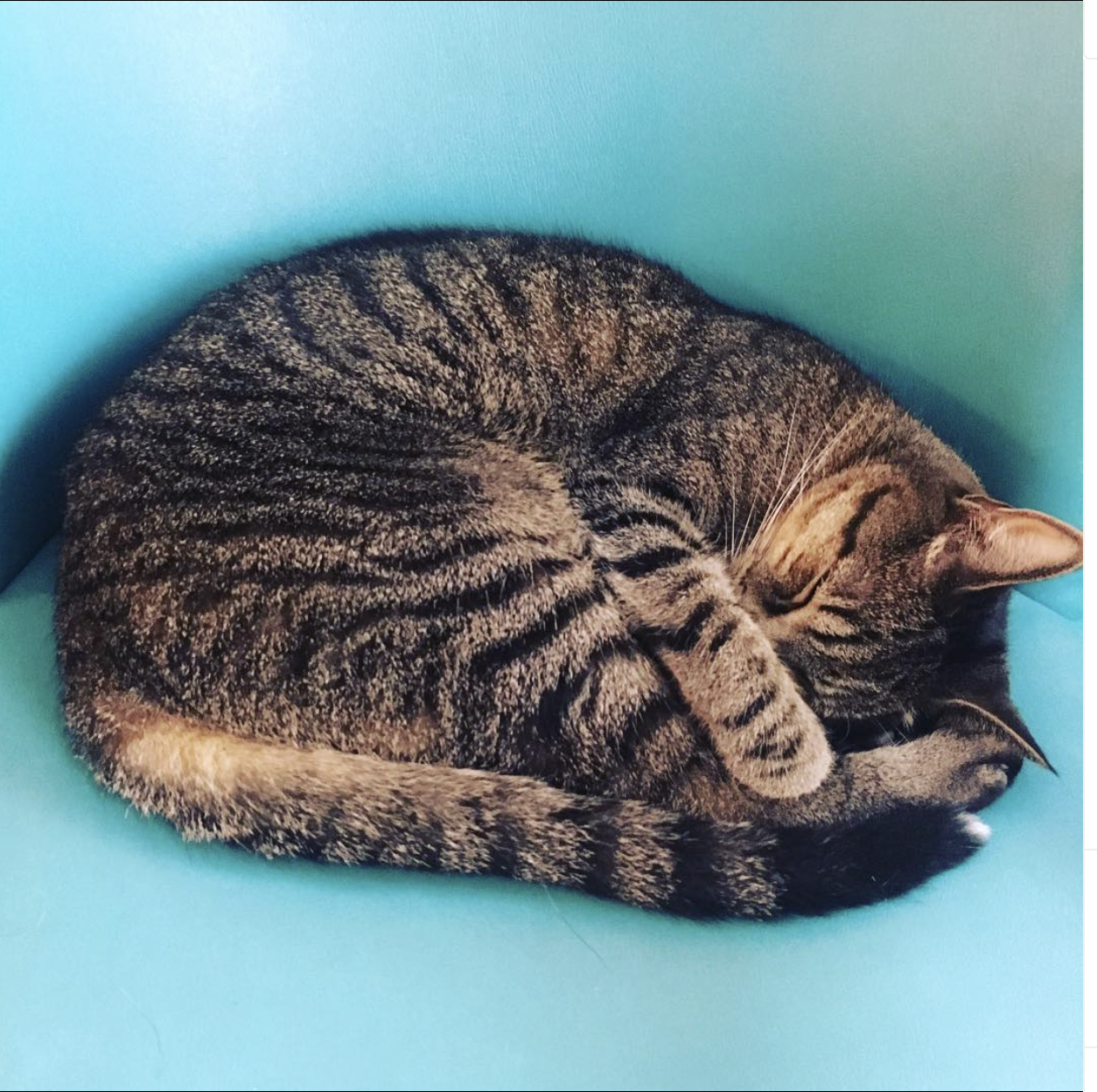 Black and tan tabby cat curled up on a teal chair